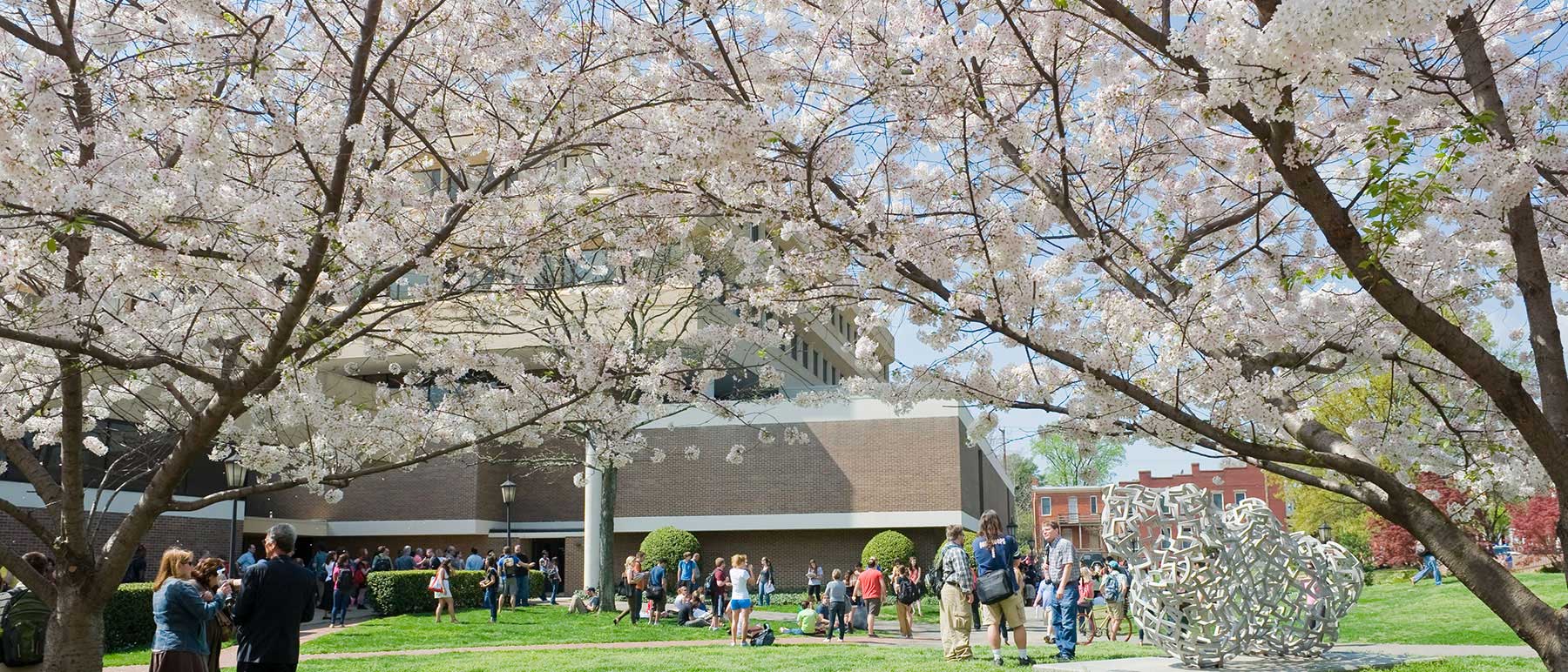 people congregated under cherry blossom trees outside of Grace E. Harris Hall