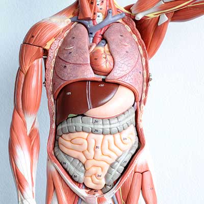 human anatomical model